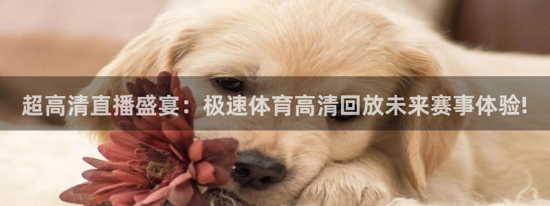 超高清直播盛宴：极速体育高清回放未来赛事体验!