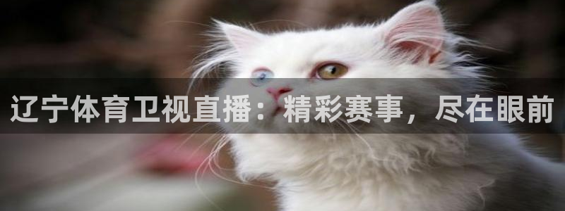 辽宁体育卫视直播：精彩赛事，尽在眼前