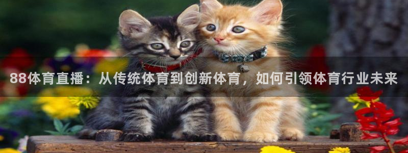 88体育直播：从传统体育到创新体育，如何引领体育行业未来