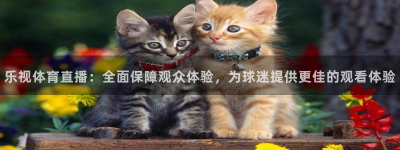 乐视体育直播：全面保障观众体验，为球迷提供更佳的观看体验