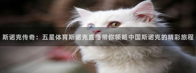 斯诺克传奇：五星体育斯诺克直播带你领略中国斯诺克的精彩旅程