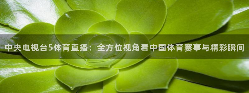 中央电视台5体育直播：全方位视角看中国体育赛事与精彩瞬间